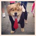trump dog.jpg