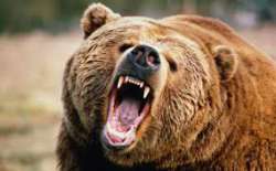 bear.jpg