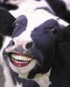 funny_cow.jpg