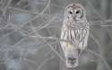 owl.jpg