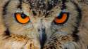 owl 4.jpg