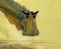sexually frustrated nigersaurus.png