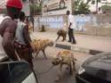 ghetto+hyena1233935584.jpg