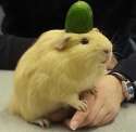 ginnipick.jpg