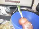 SDC17041.jpg
