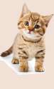 cat.png