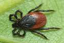 Ixodes_ricinus.jpg