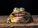 funny photoshop grinning toad human teeth man animal hybrid.jpg