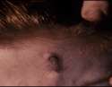 FuckYourTweezers.gif