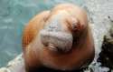 babywalrus.jpg