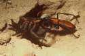 tarantulahawk.jpg