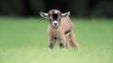 goat-wallpaper-3.jpg