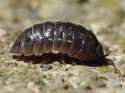 Roly poly.jpg