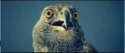 1353286276280.gif