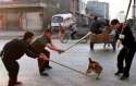 chinese-officials-beat-dog-to-death-080611-300x191.jpg