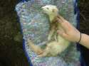 ferretfuneral3.jpg