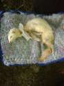 ferretfuneral4.jpg