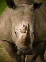 rhinoceros.jpg