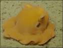 qtcephalopod.gif