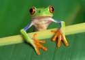 tree_frog.jpg