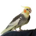 cockatiel_care.jpg