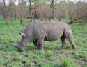 rhino eating.jpg