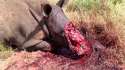 rhino_poaching.jpg