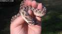Snake with Top hat.gif