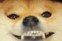 medium_cute-shiba-inu-smile-animals-pinterest.jpg