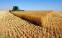 wheatfield.jpg
