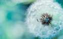 dandelion-flower-hd-wallpaper-pretty-backgrounds-wide-abstract-desktop-images-pretty-wallpapers.jpg