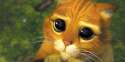 o-GATO-SHREK-facebook.jpg