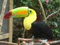 birdlarg.jpg