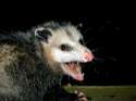 opossum-2-e1390946325506.jpg
