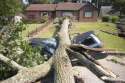 Tree-on-Car1.jpg