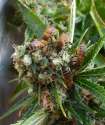 cannabees.jpg