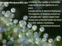 glandularcapitatetrichomes.jpg