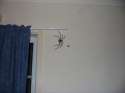 Spider.jpg