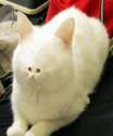 Small Face Cat.jpg