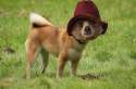 Bear-Dog.png