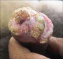 breaded penis.jpg