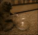 Cat Bowl.gif