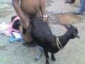 goat shagging.jpg