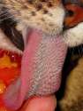beautiful-tiger-tongue-close-up.jpg