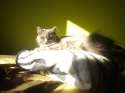 kittycat.jpg