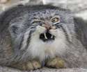 Pallas-cat.jpg