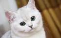 cute_white_cat_muzzle_hd-wallpaper-69483.jpg