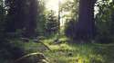 Forest.jpg