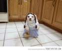 funny-dog-costume-little-girl-basket.jpg