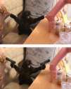 cat.guns.jpg